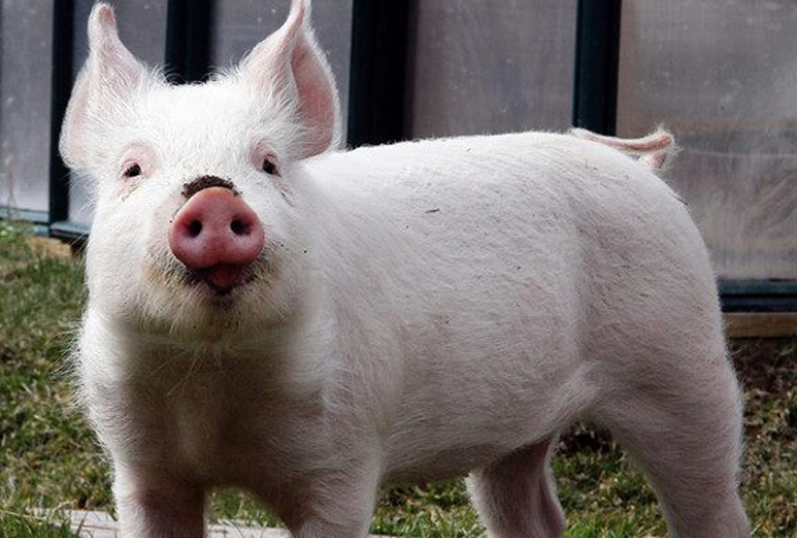 Meet Amelia, the 'Worst Pig in the World.' Rescued From an Animal Hoarder, and Now Living Free in a Sanctuary