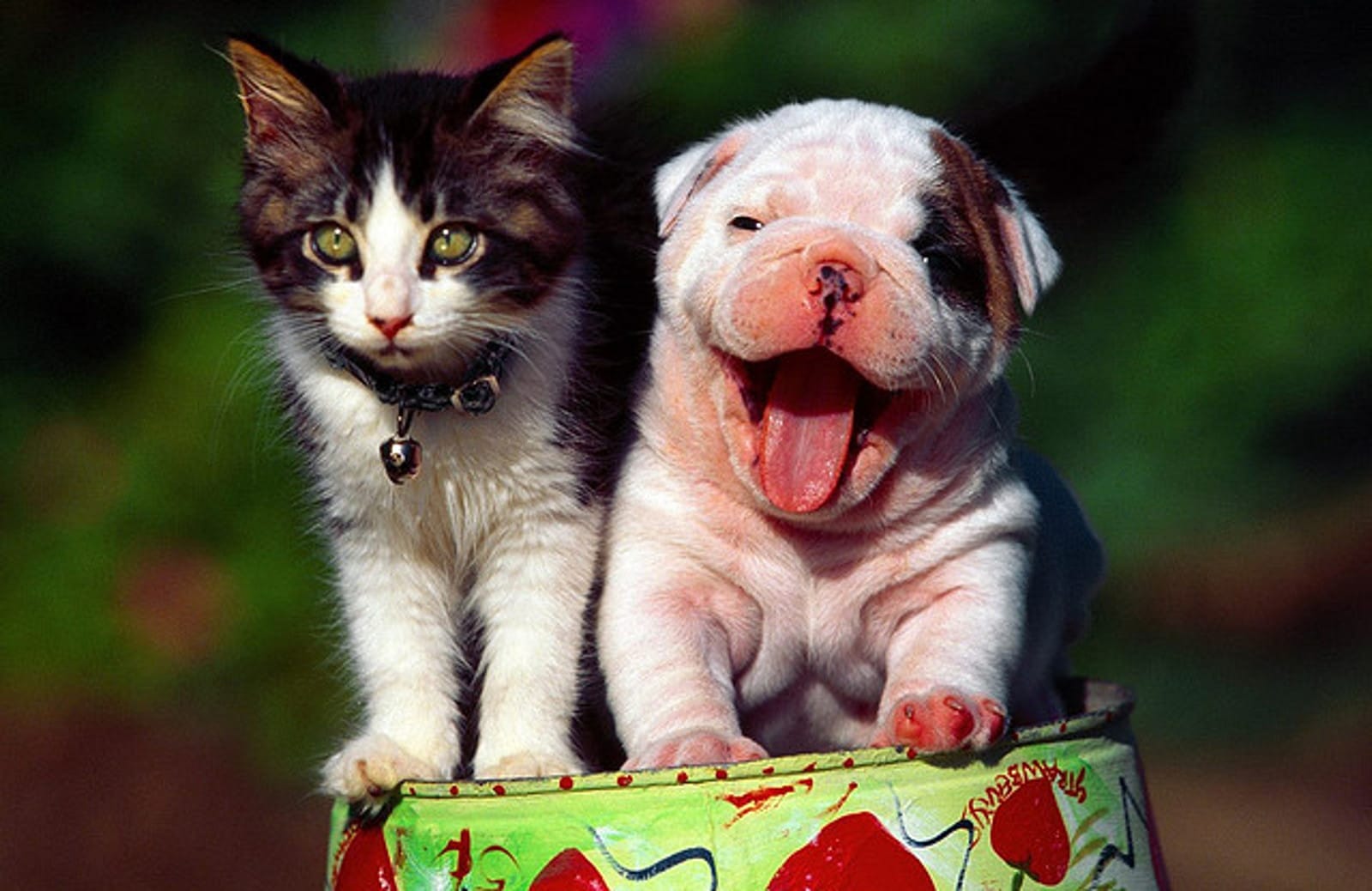 How to Be an Awesome Pet Foster Parent