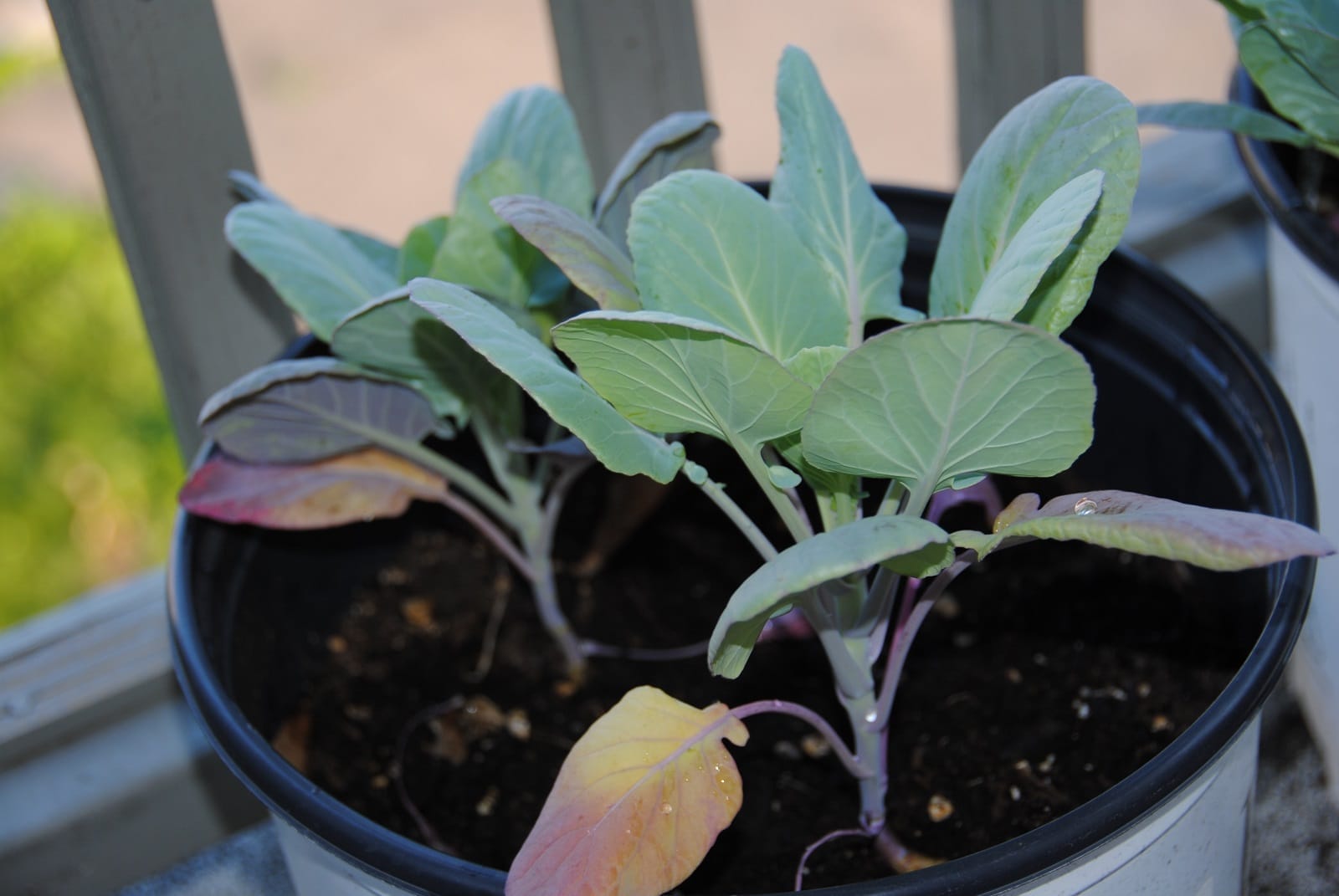 Start Small: Container Gardening 101
