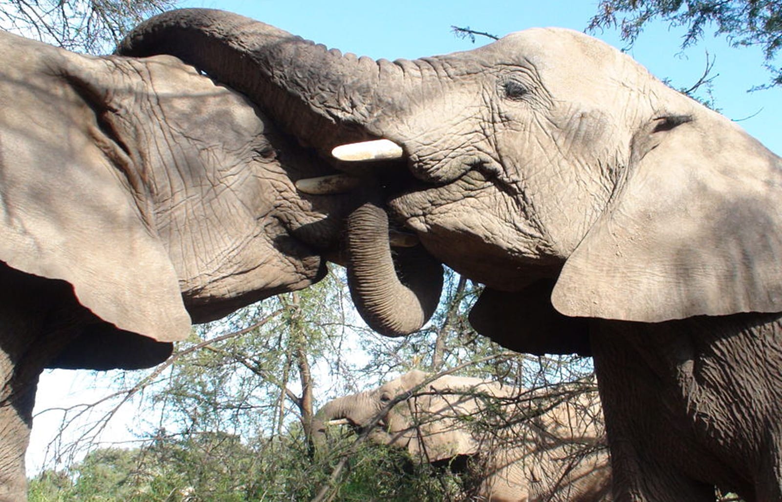 10 Groups Working to Protect Animals Targeted by Poachers