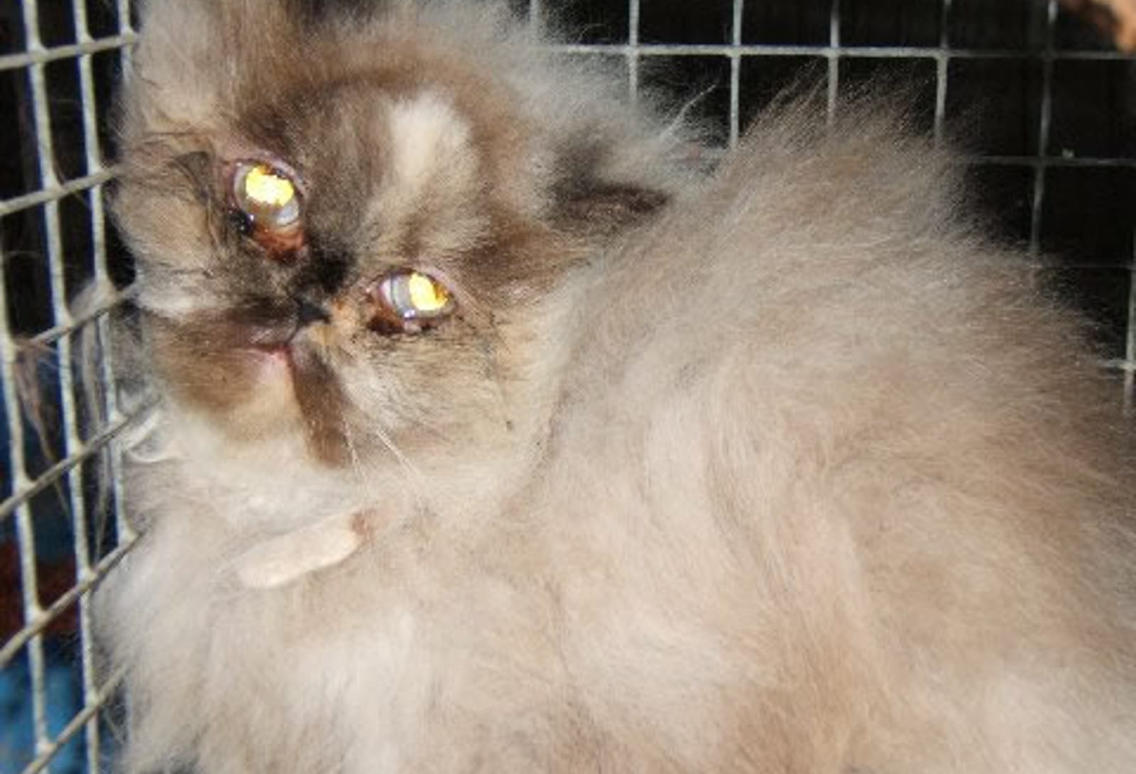 7 Alarming Truths on Kitten Mills