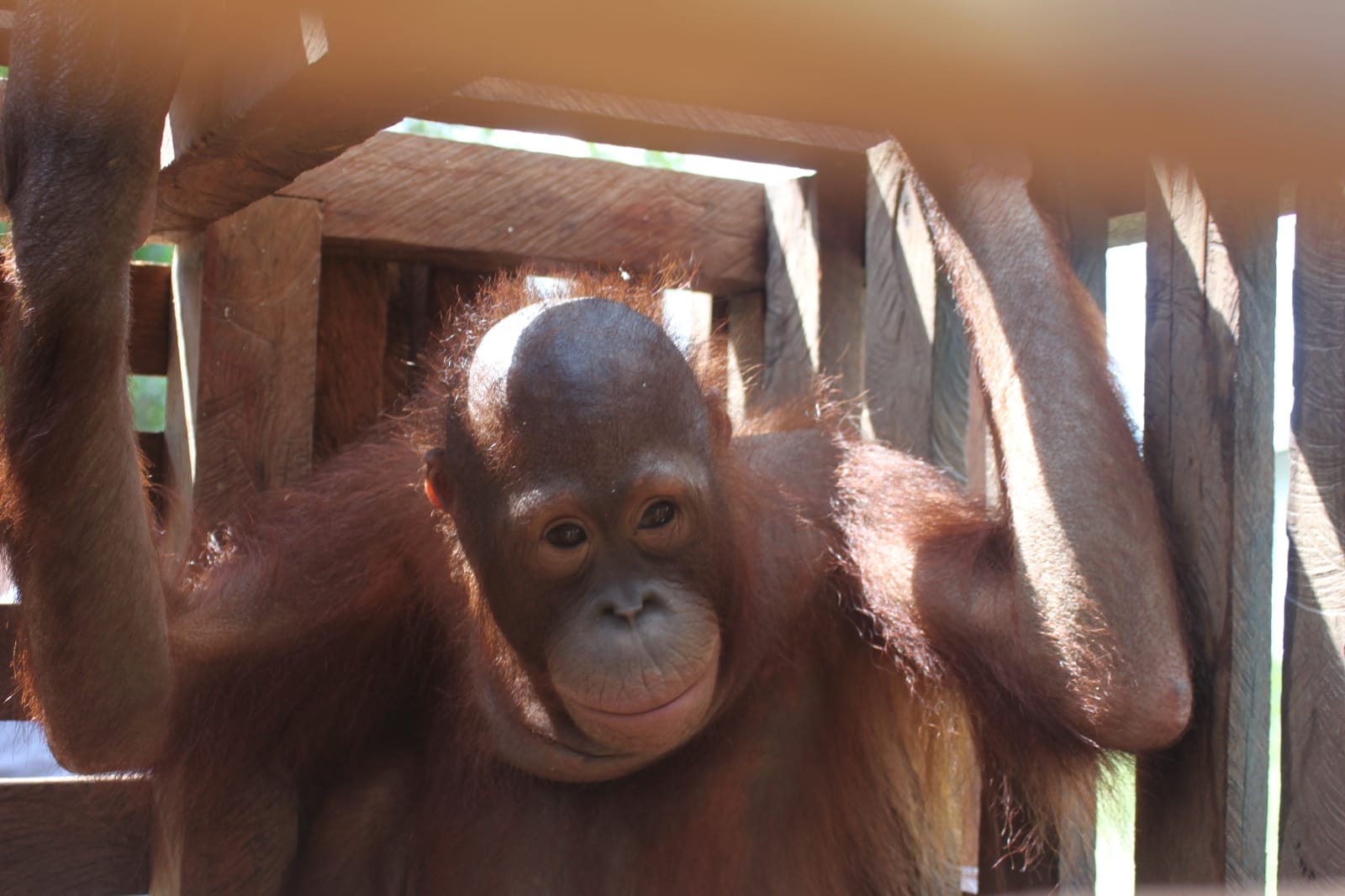 Meet Obi and Muria, two Tiny Orangutans That Were Left Helpless at the Hands of the Palm Oil Industry