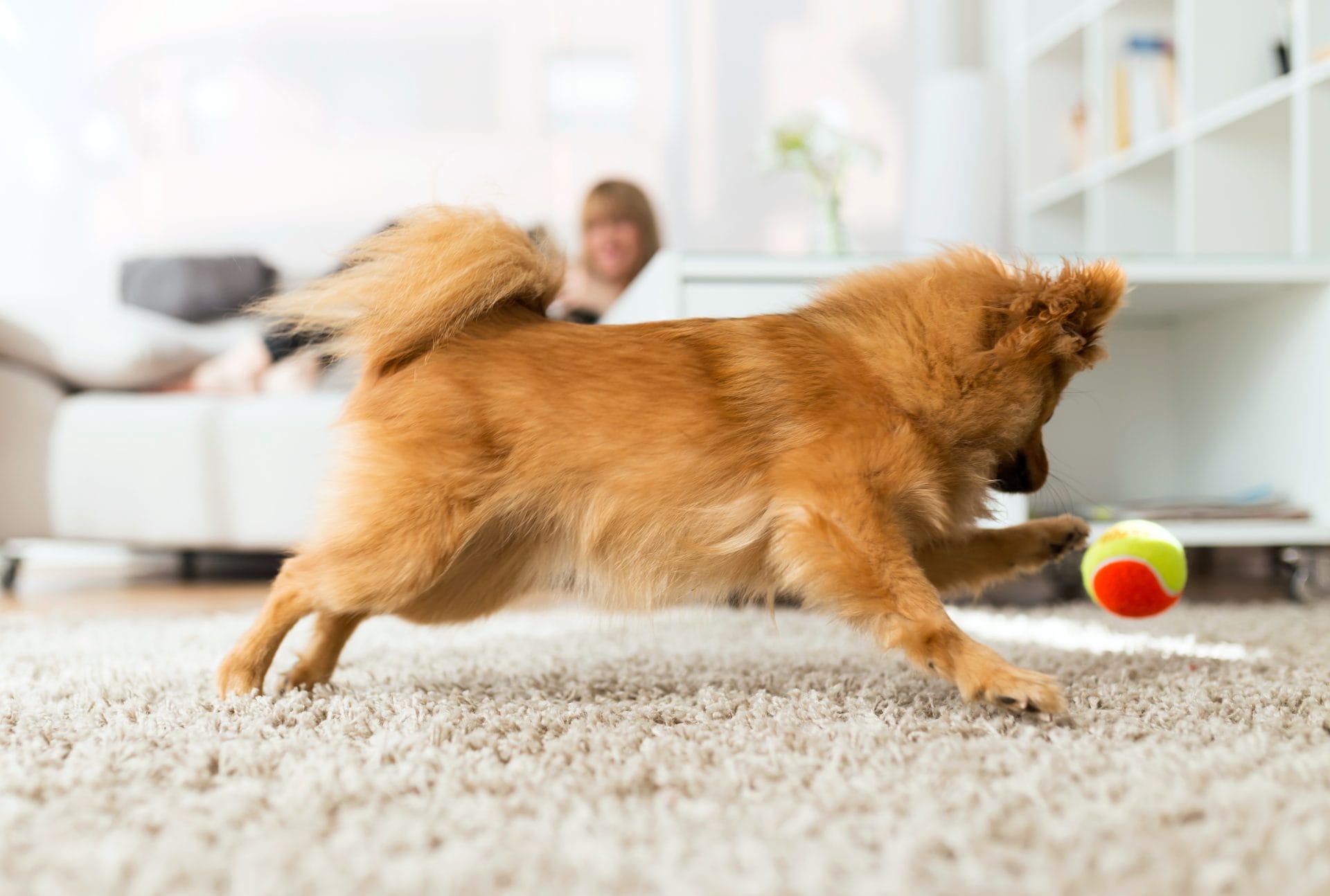 Dog playing indoors