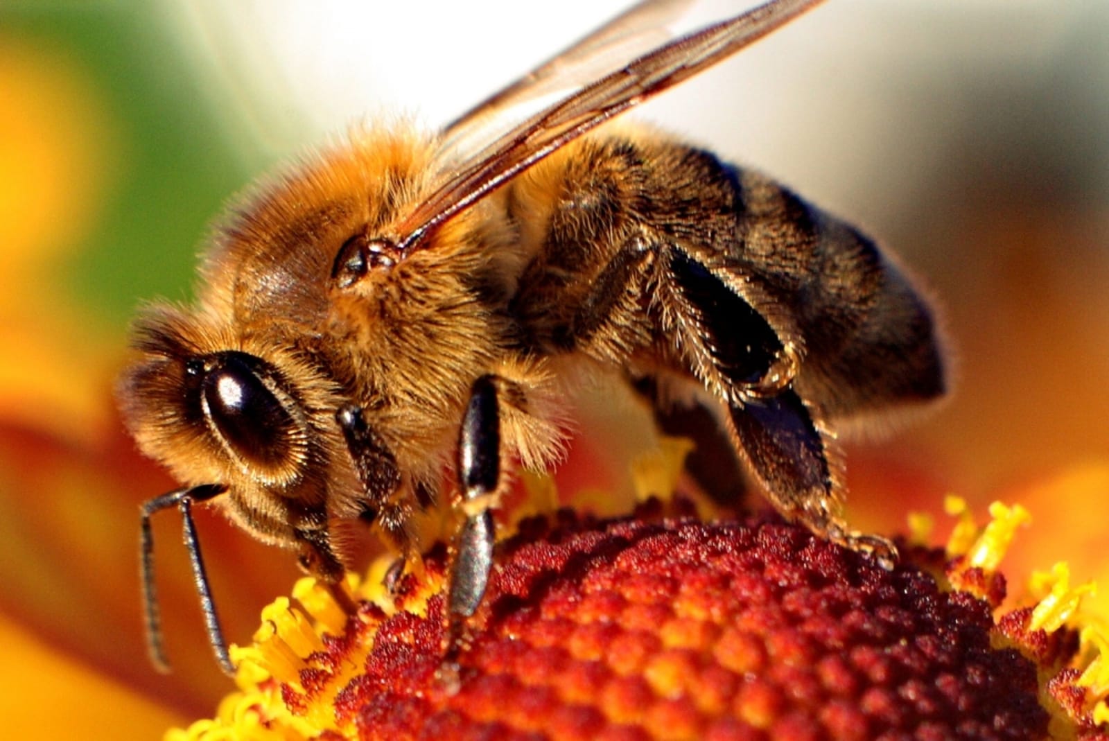 bee on plant