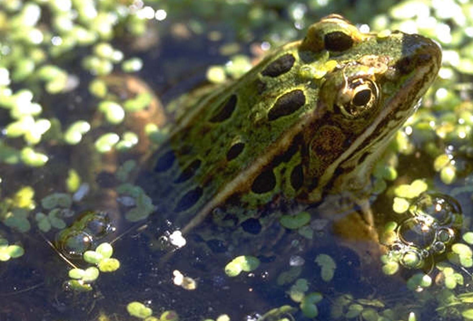 Animals You Want to See in Your Garden
