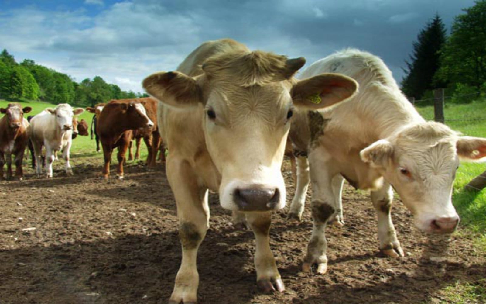 3 Rescued Cows and Their Human Best Friends