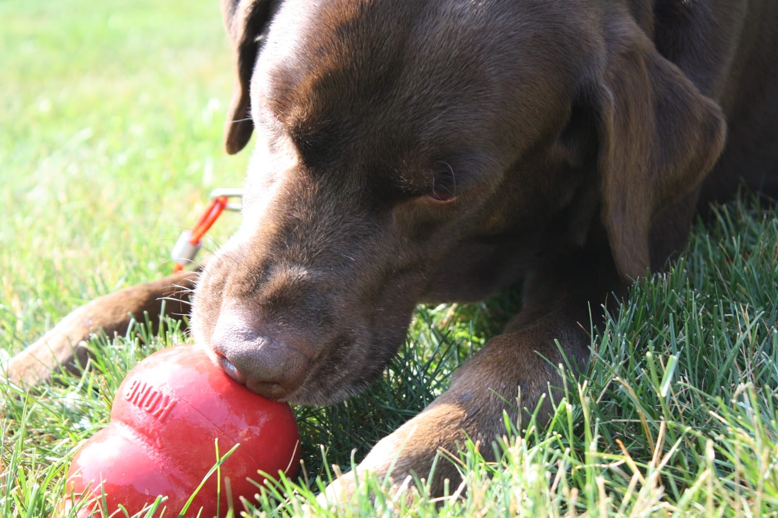 15 Life Hacks That Will Make you the Coolest Dog Parent at the Bark Park
