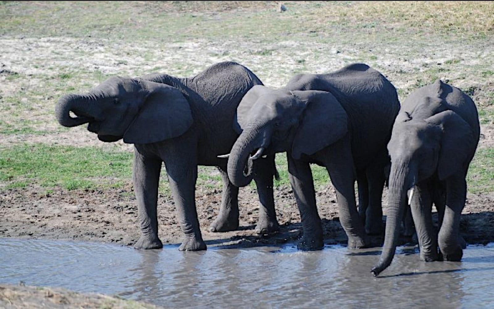 The Life of Animals in Captivity Versus the Wild