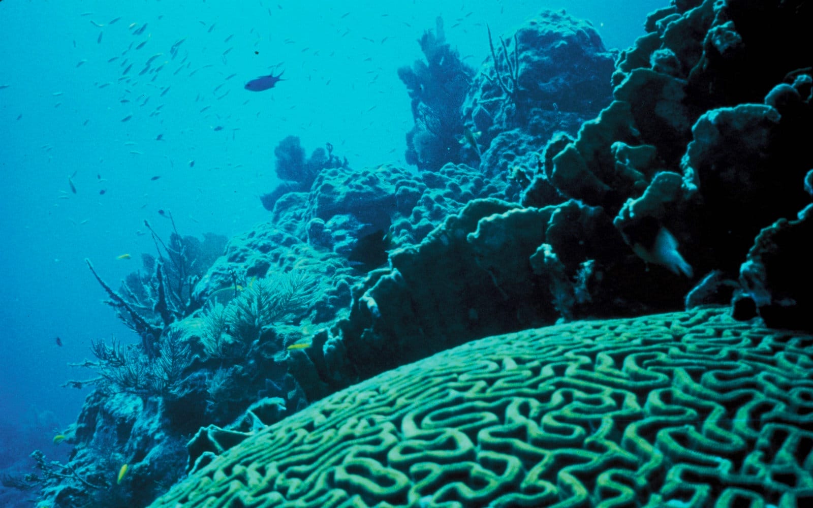 What You Need to Know About Ocean Acidification and How it Effects You