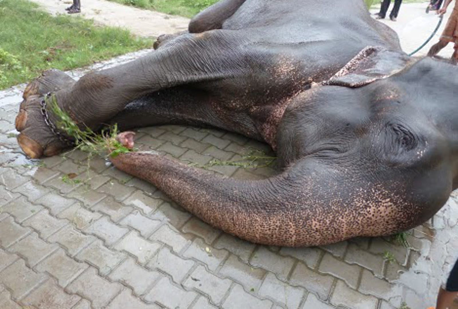 Raju the Abused Elephant's Former Owner is Trying to Get Him Back. Here's What You Can Do to Stop It!