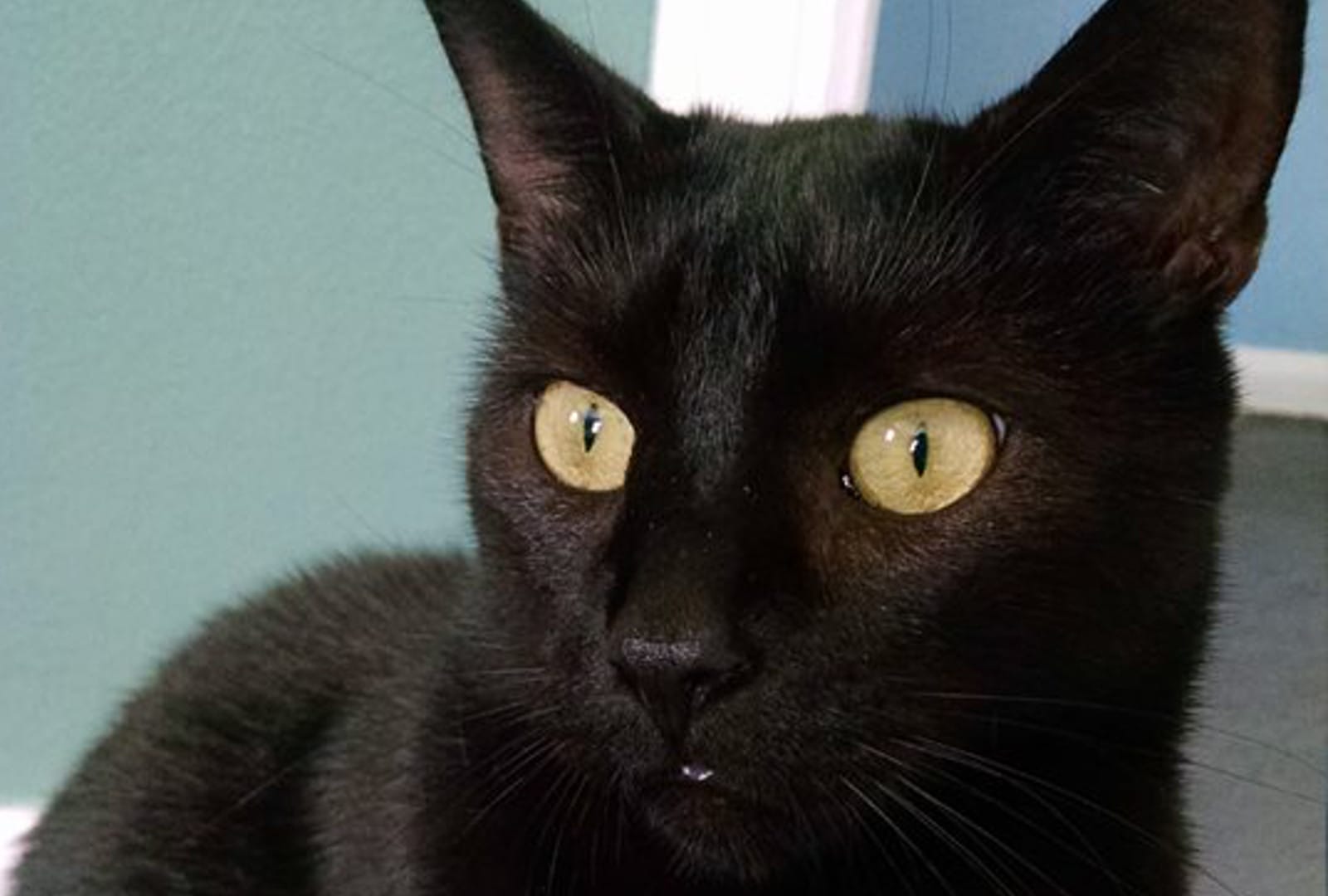 From Research Lab to Recovery, Xander the Cat Advocates for Lab Animals Everywhere!