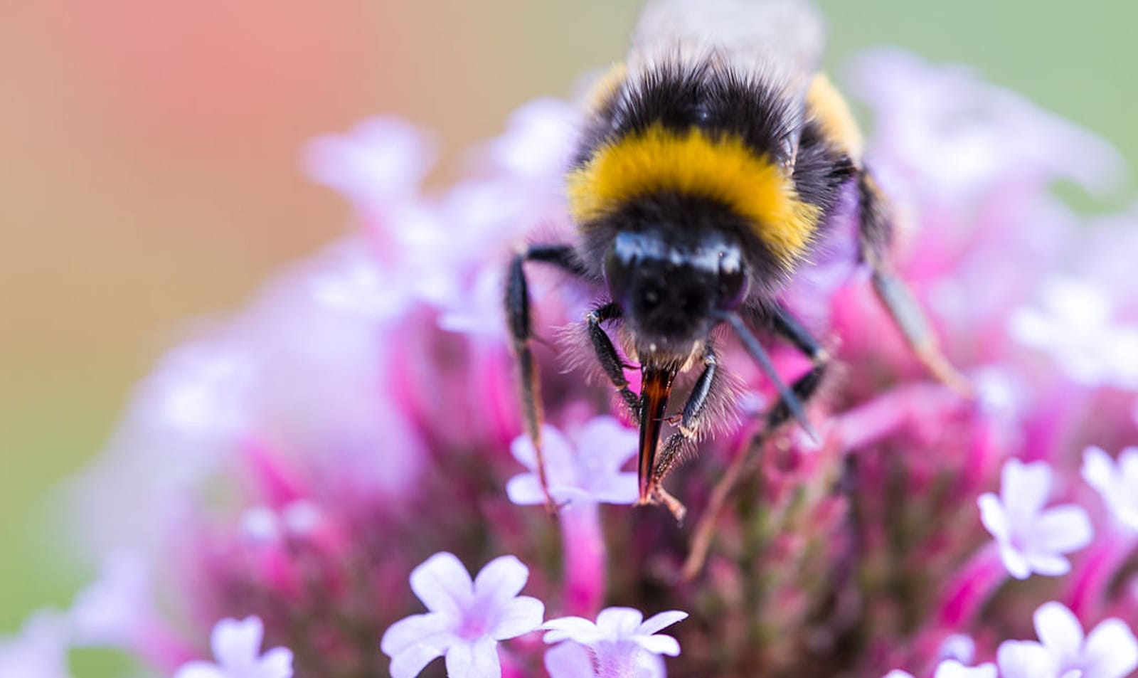If These Species Go, Entire Ecosystems Will Disappear