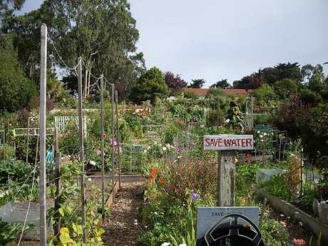How To Keep A Garden Alive with Watering Restrictions
