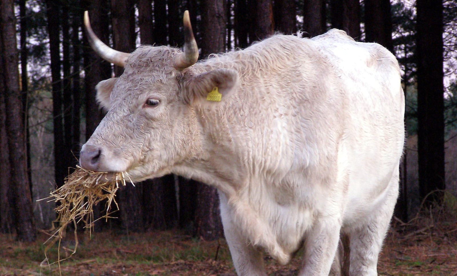 How Livestock Feed is Killing the Environment
