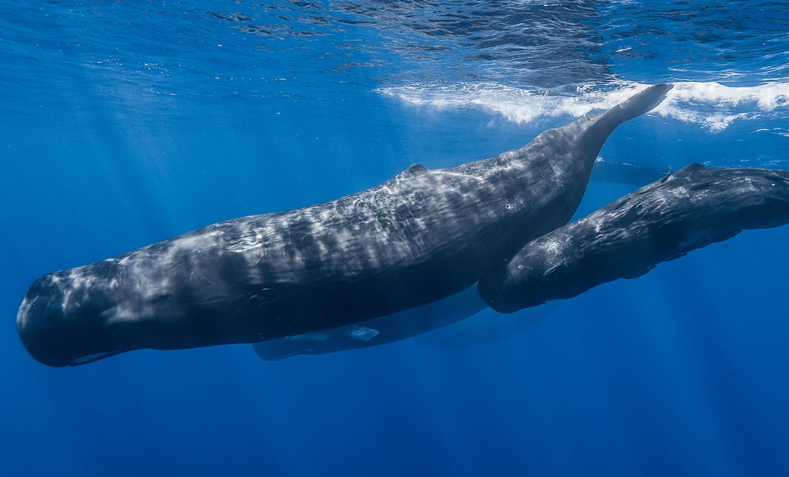 What Five Years in the Gulf has Taught Us About the Impact of the Deepwater Horizon Spill on Marine Life