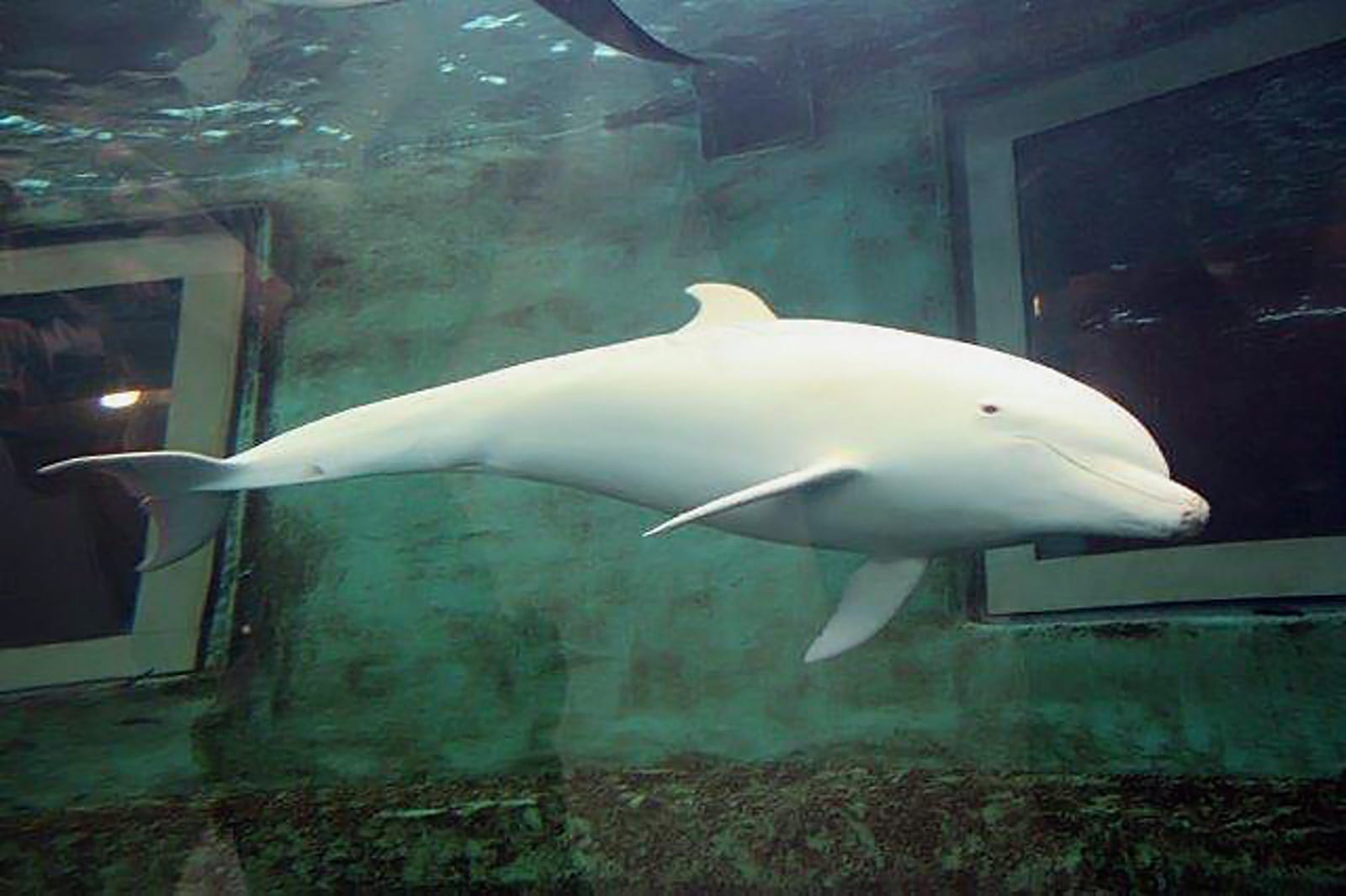 The Taiji Whale Museum: A Dolphin's Worst Nightmare