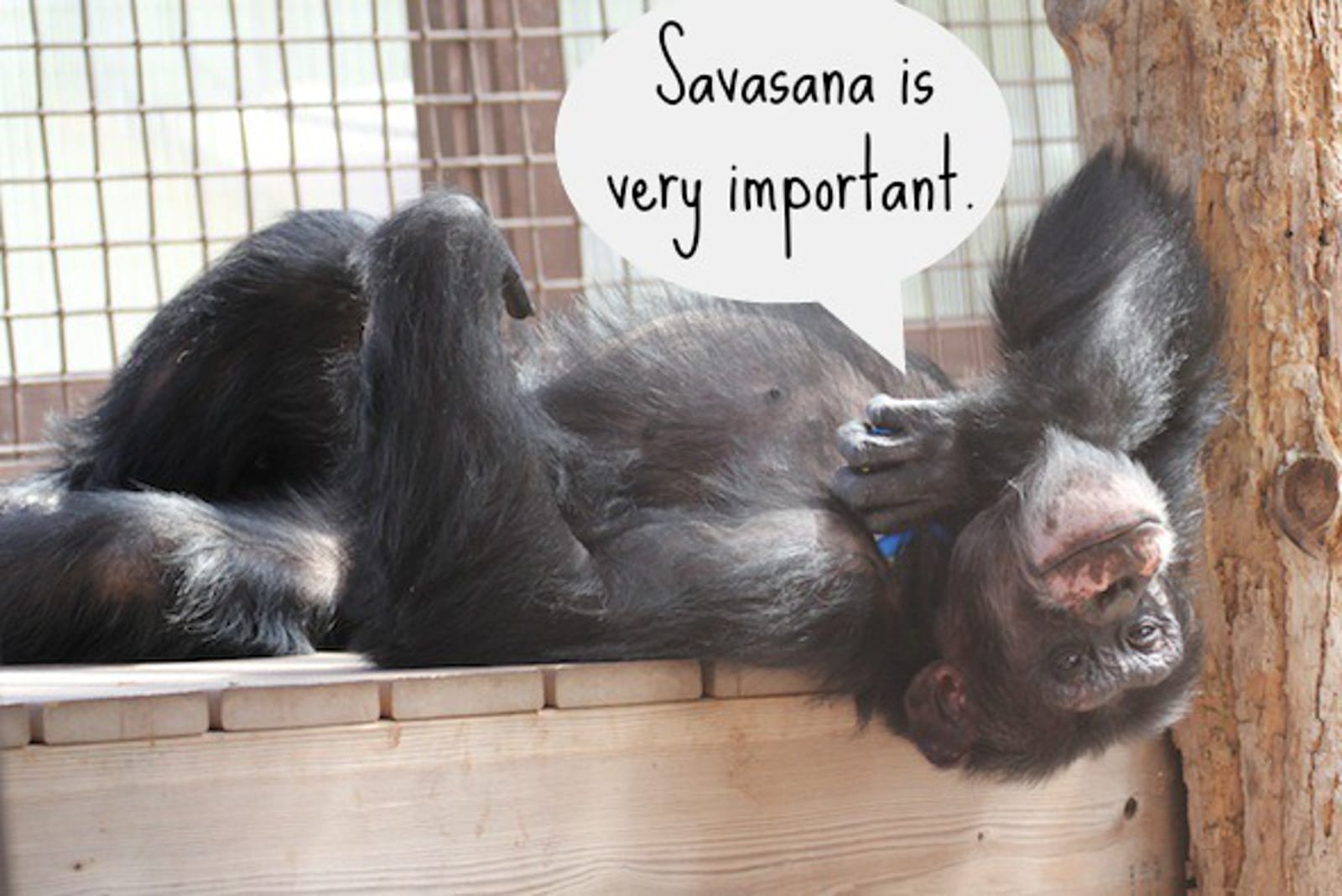 Getting Zen With the Chimpanzees of Chimp Sanctuary Northwest
