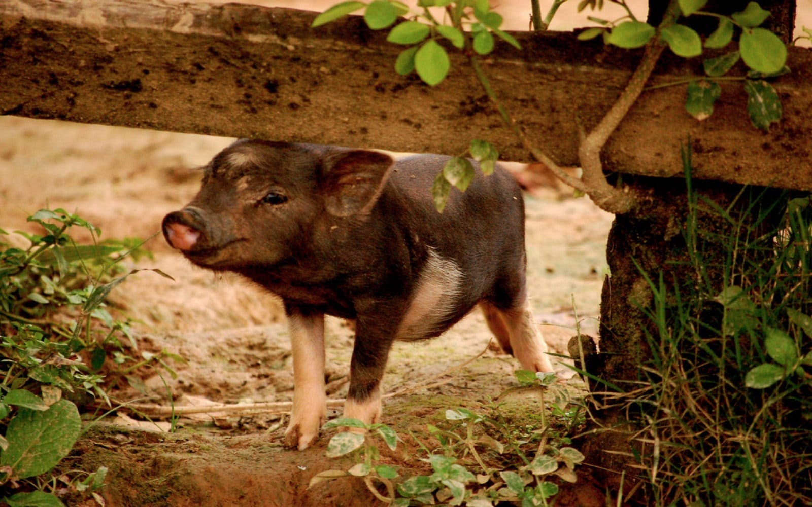 Pigs love