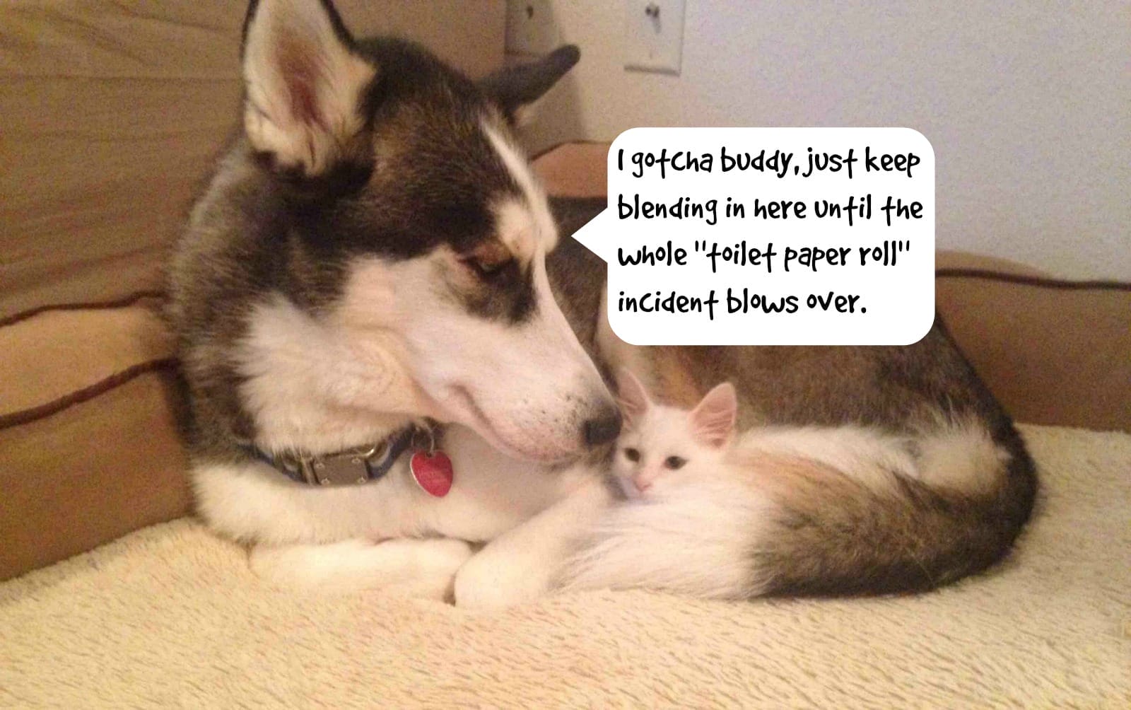 Dogs and Cats Living Together. Mass Hysteria! Take a Look at These Unlikely Companions.