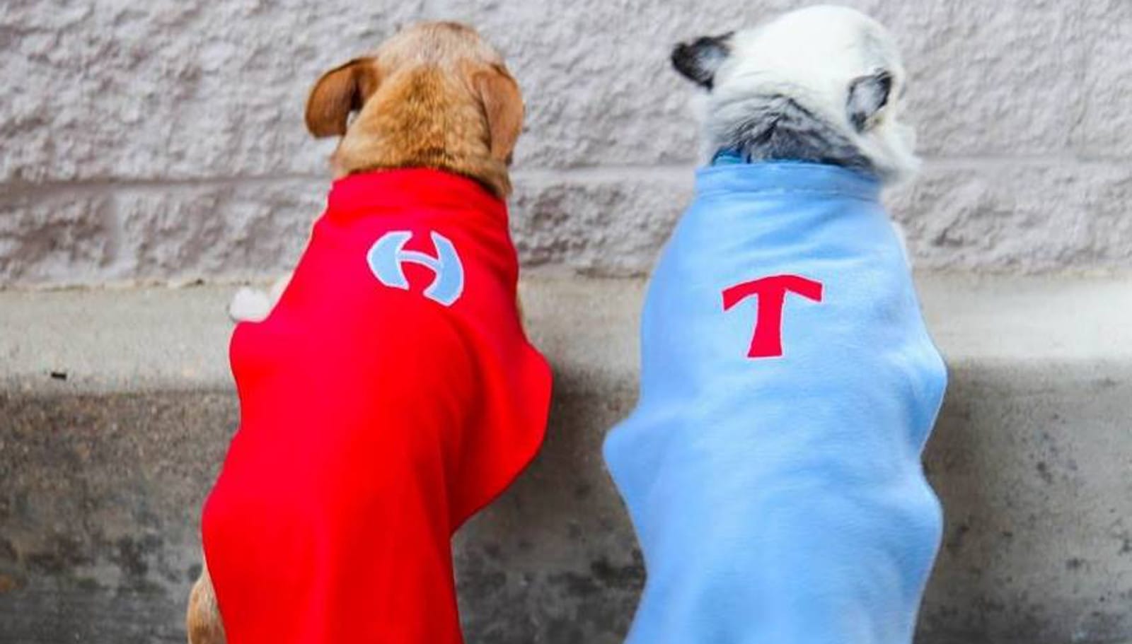 5 Amazing Animals Changing the World for Other Animals in Need