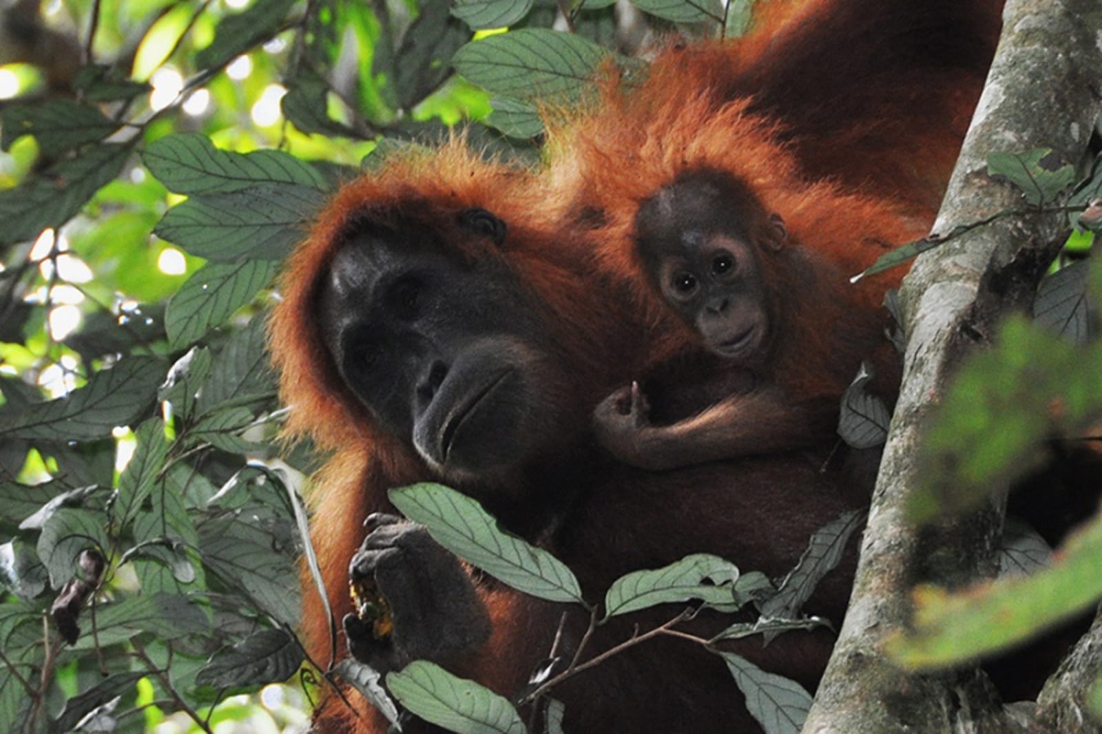 How Palm Oil Production Has Changed Life for the Orangutan