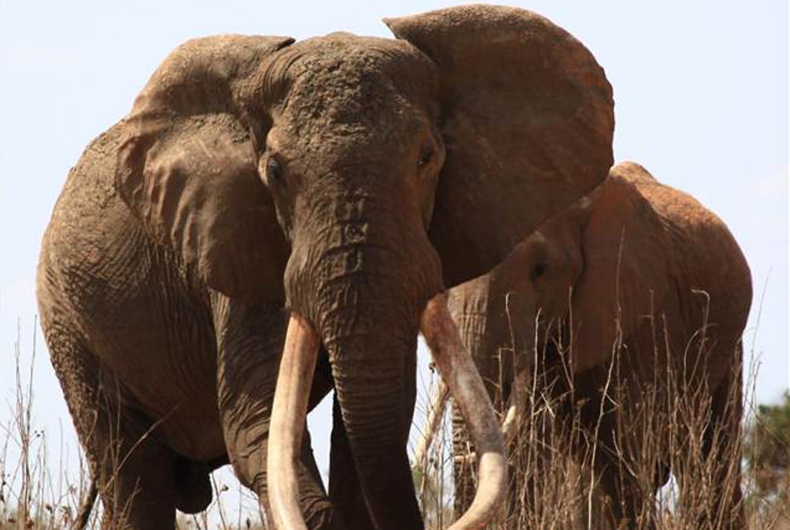 What the Elephants Know: the Burden of Sentience