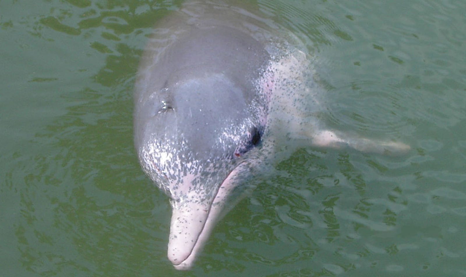 Steps Toward Personhood for Dolphins: It's Everyone's Responsibility to Evolve