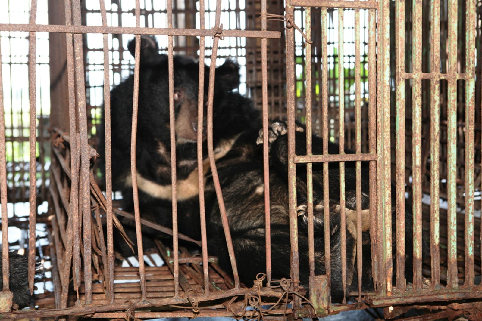 Why Bear Bile Farming Persists in Vietnam