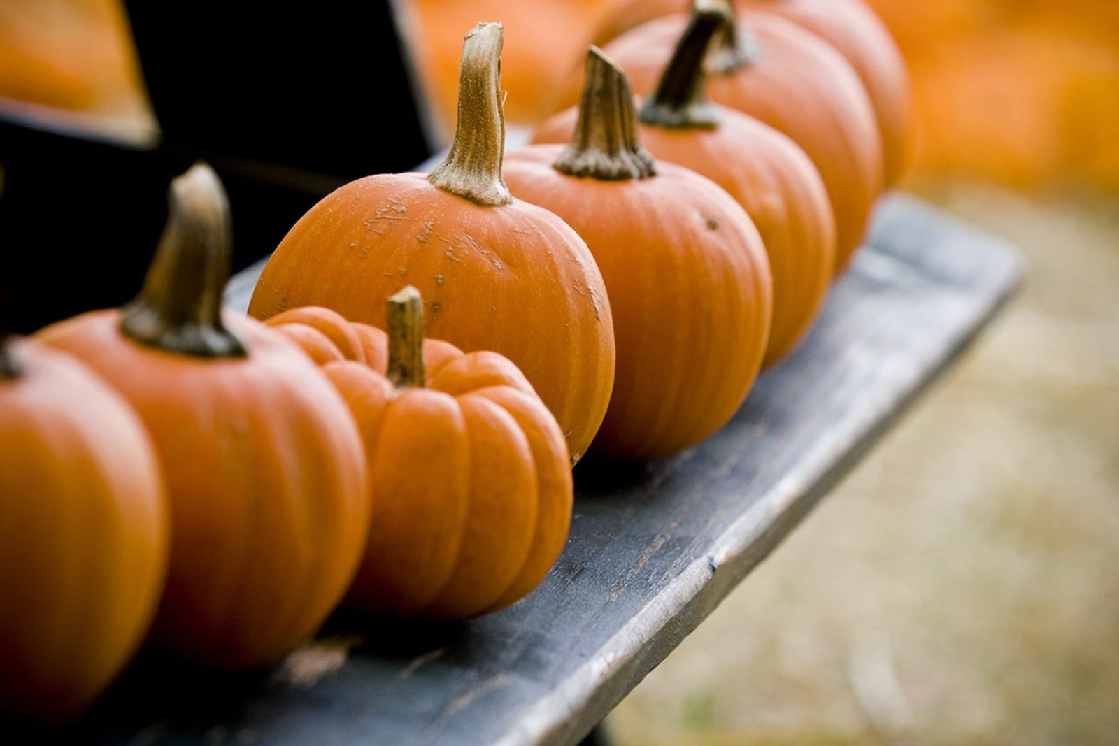 Pumpkin is Not Just for Eating! Here are 5 Ways to Use it On Your Skin