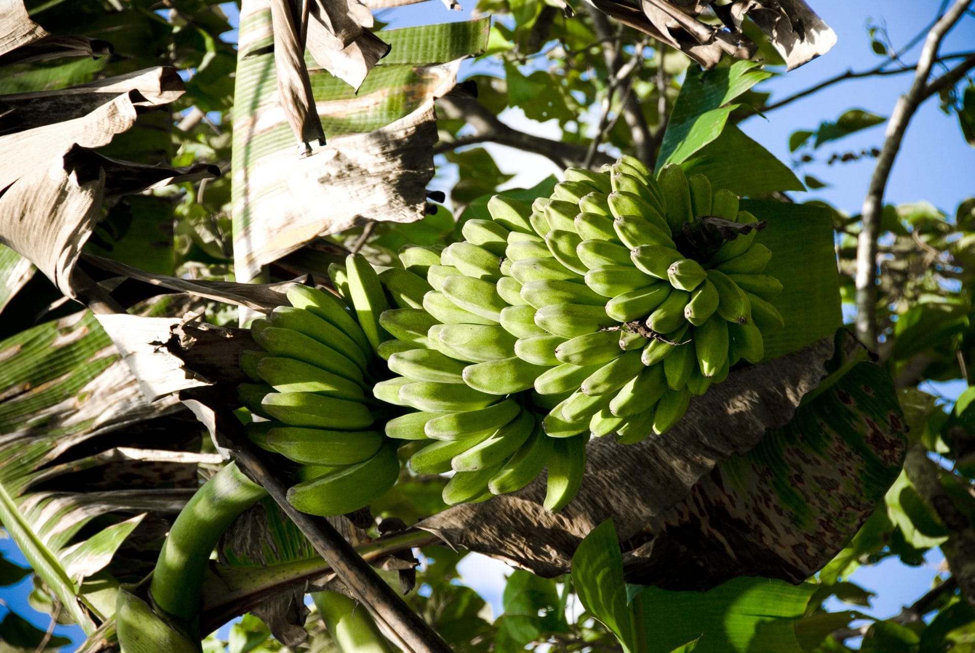7 Wild Species We Must Protect to Feed the World