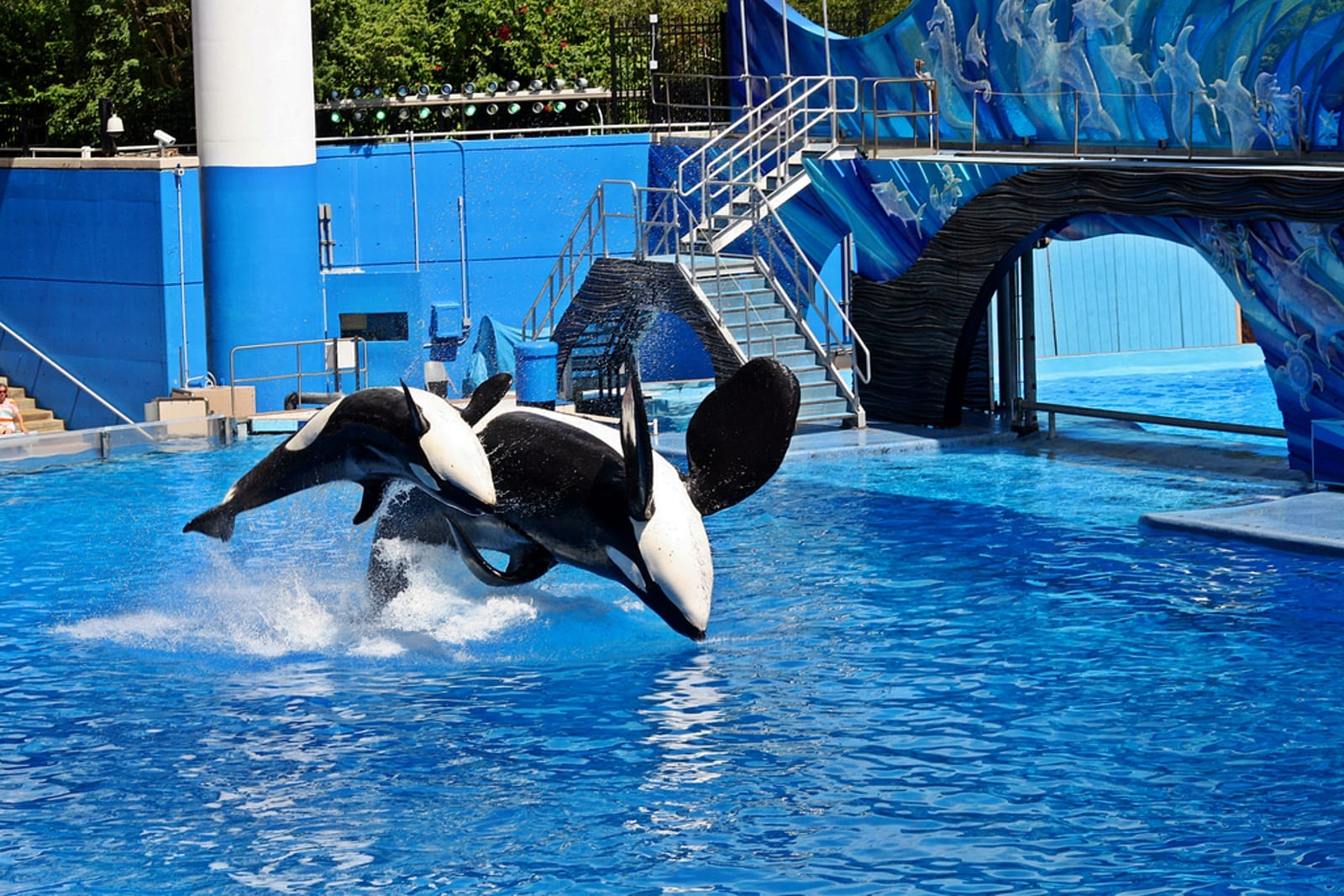 Are SeaWorld's Rescue and Rehab Programs All They're Cracked Up to Be?