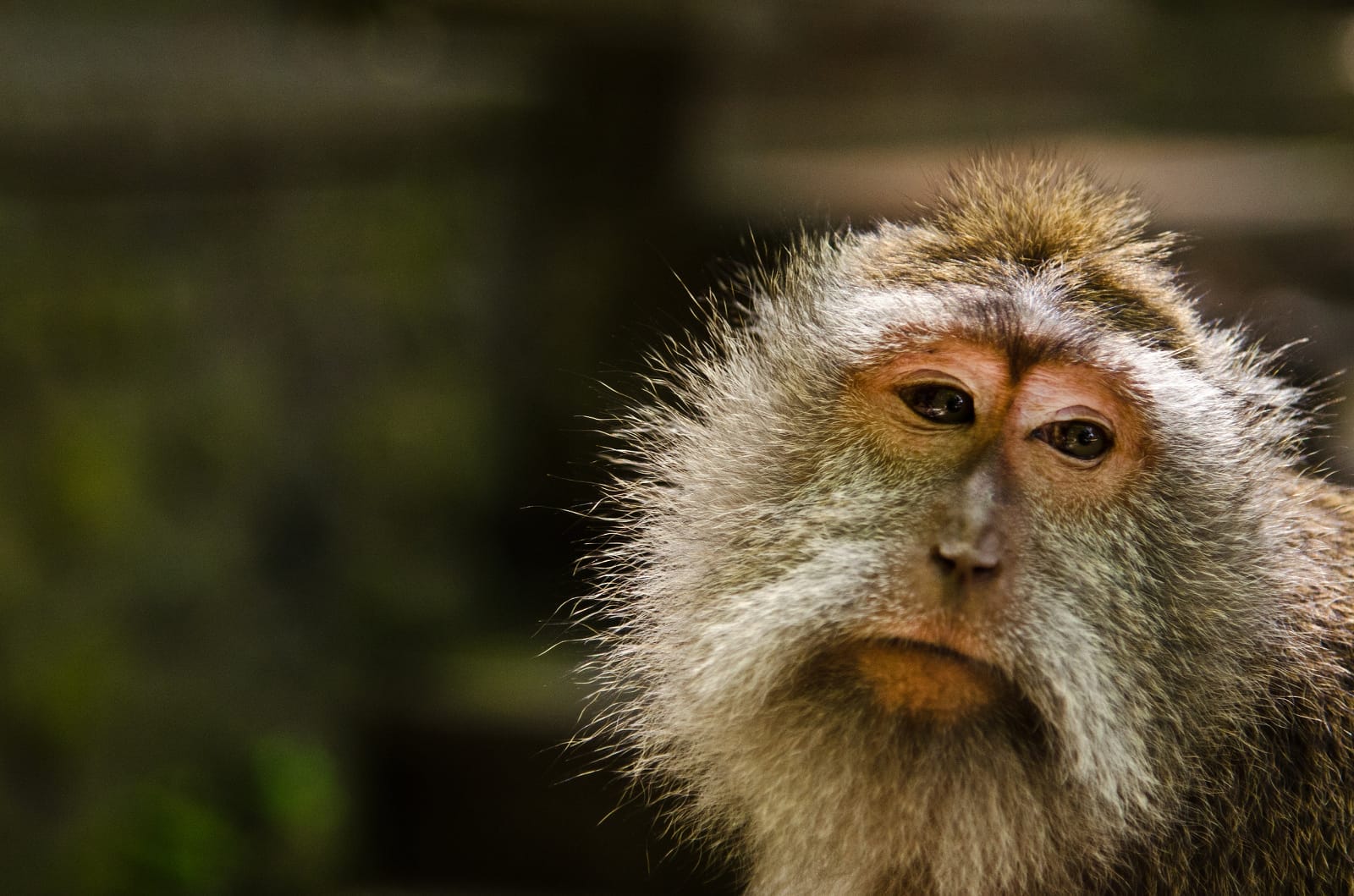 5 Reasons Why Primates Should Never Be Kept As Pets