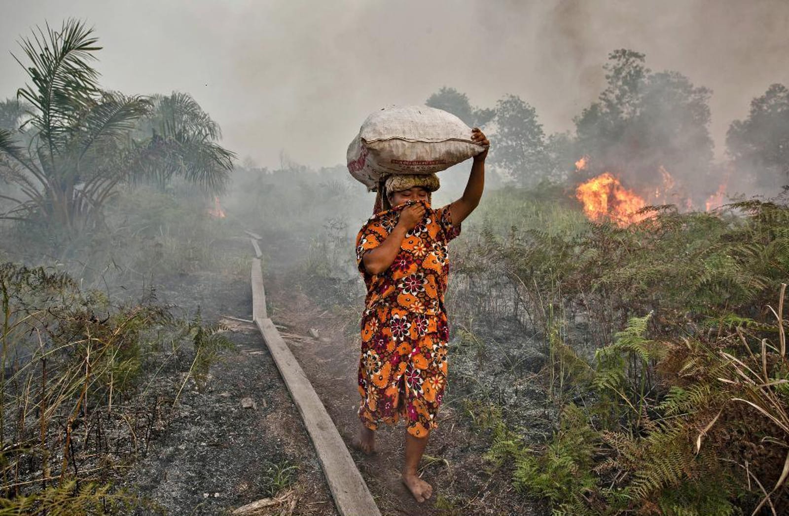 The Many Victims of the Palm Oil Industry