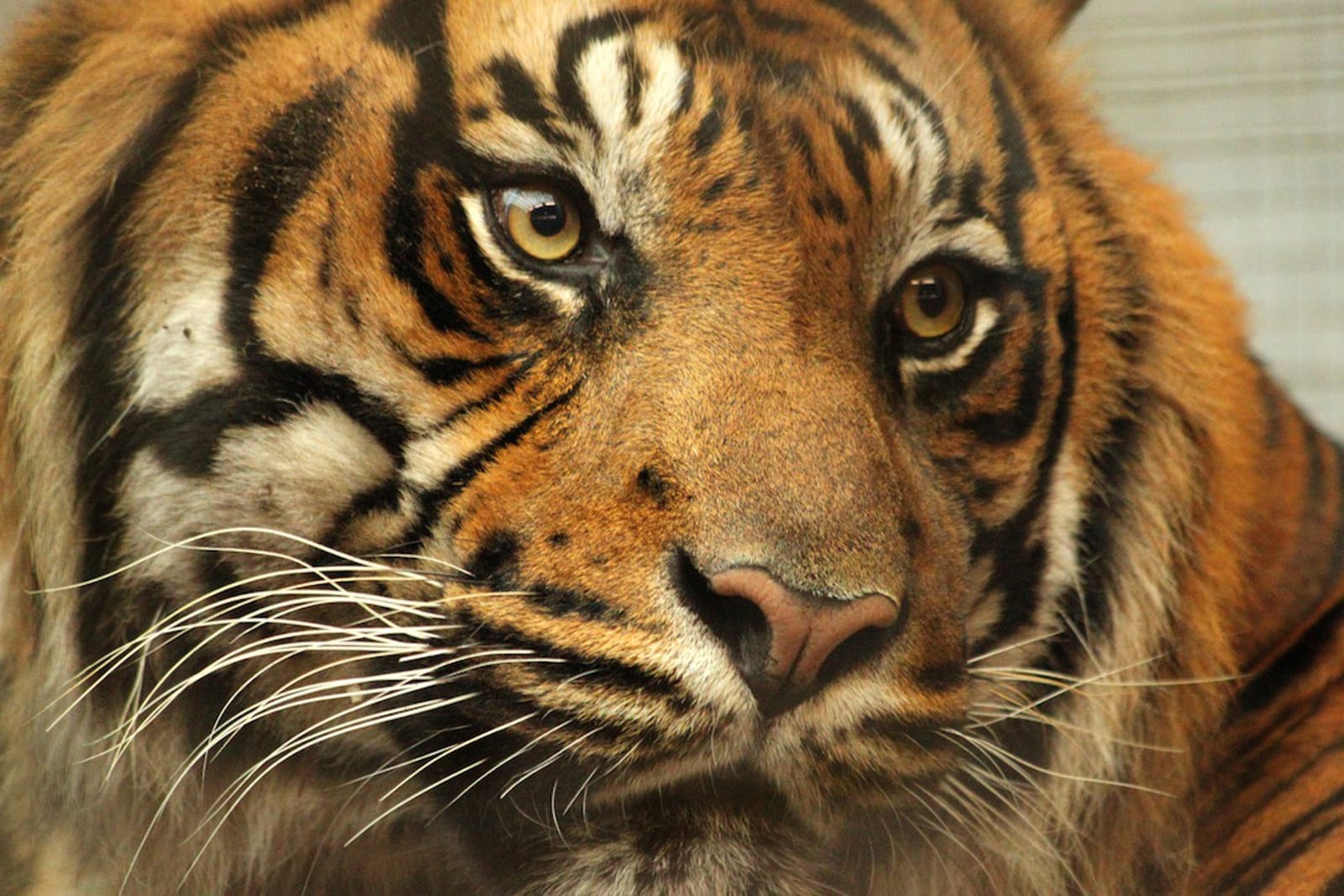 Tigers in Captivity: A Desperate Solution?
