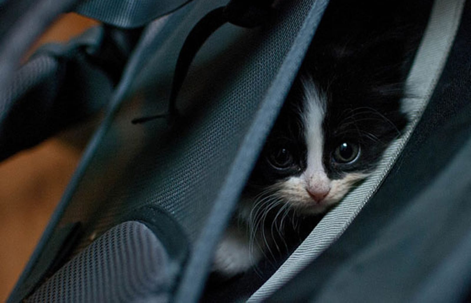 6 Tips for Companion Animal Disaster Planning