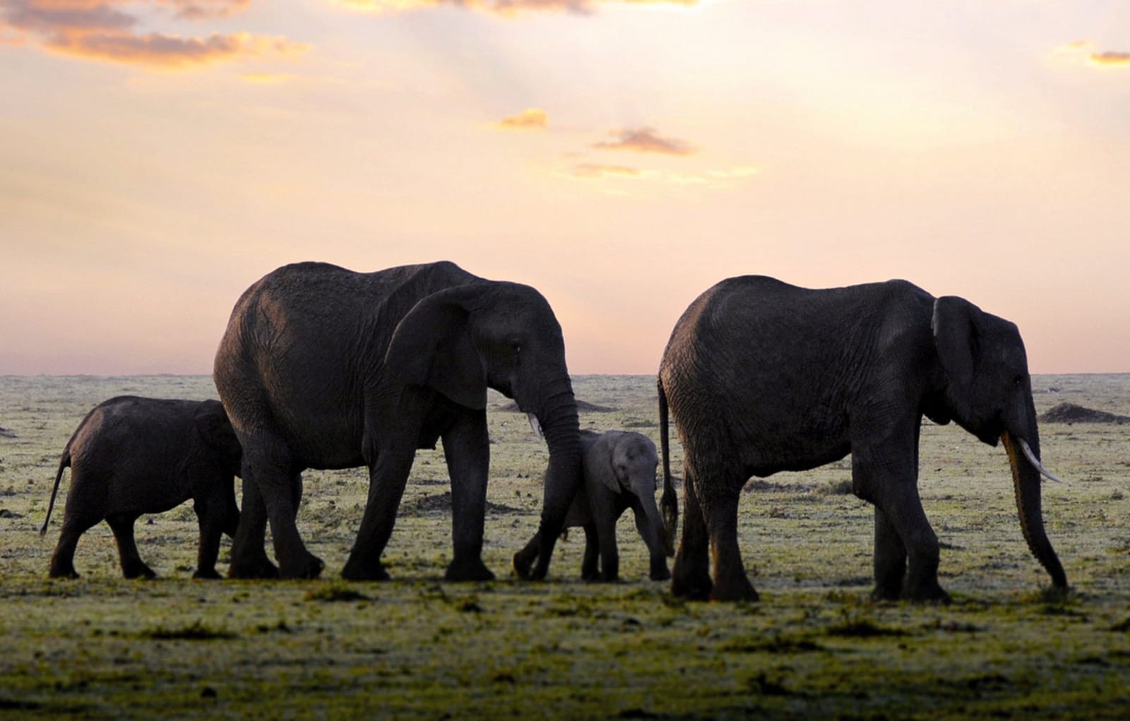 10 Ways Elephants Are Like Us