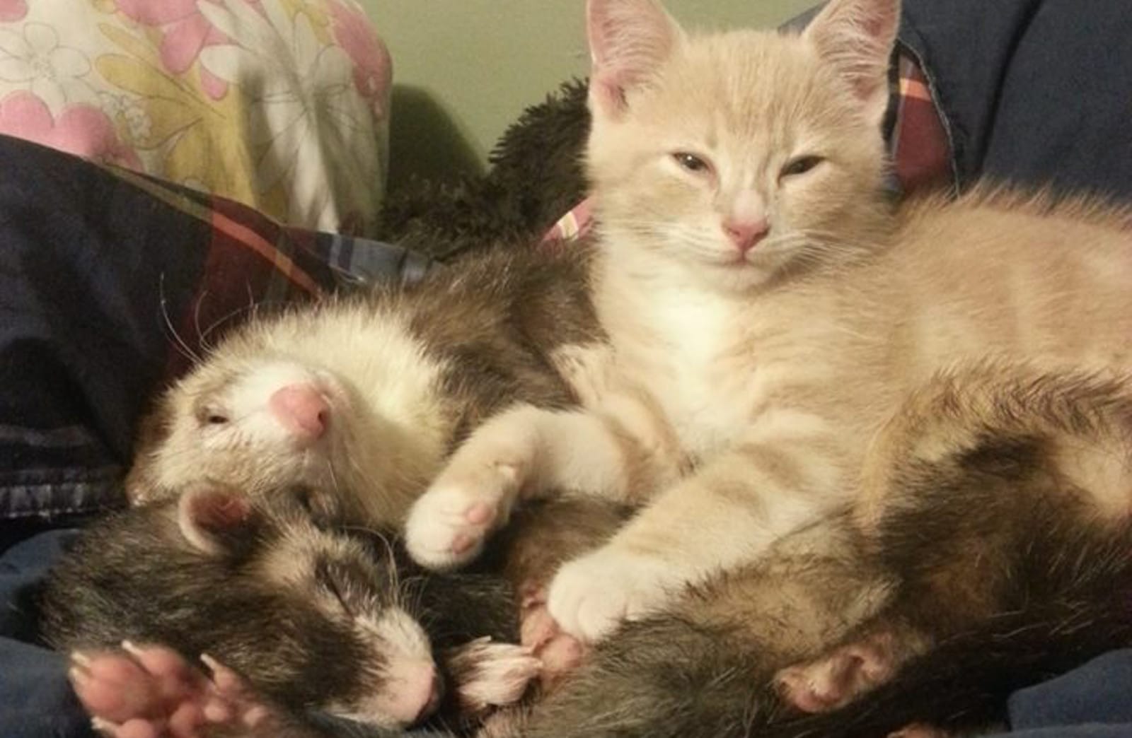 A New Definition of Fur Ball: Rescued Kitten and Two Ferret Best Friends