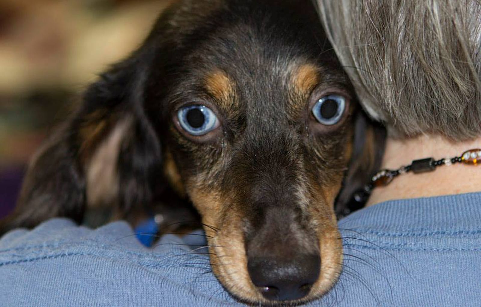 5 Great Ways to Get More Hands On Experience With Animals