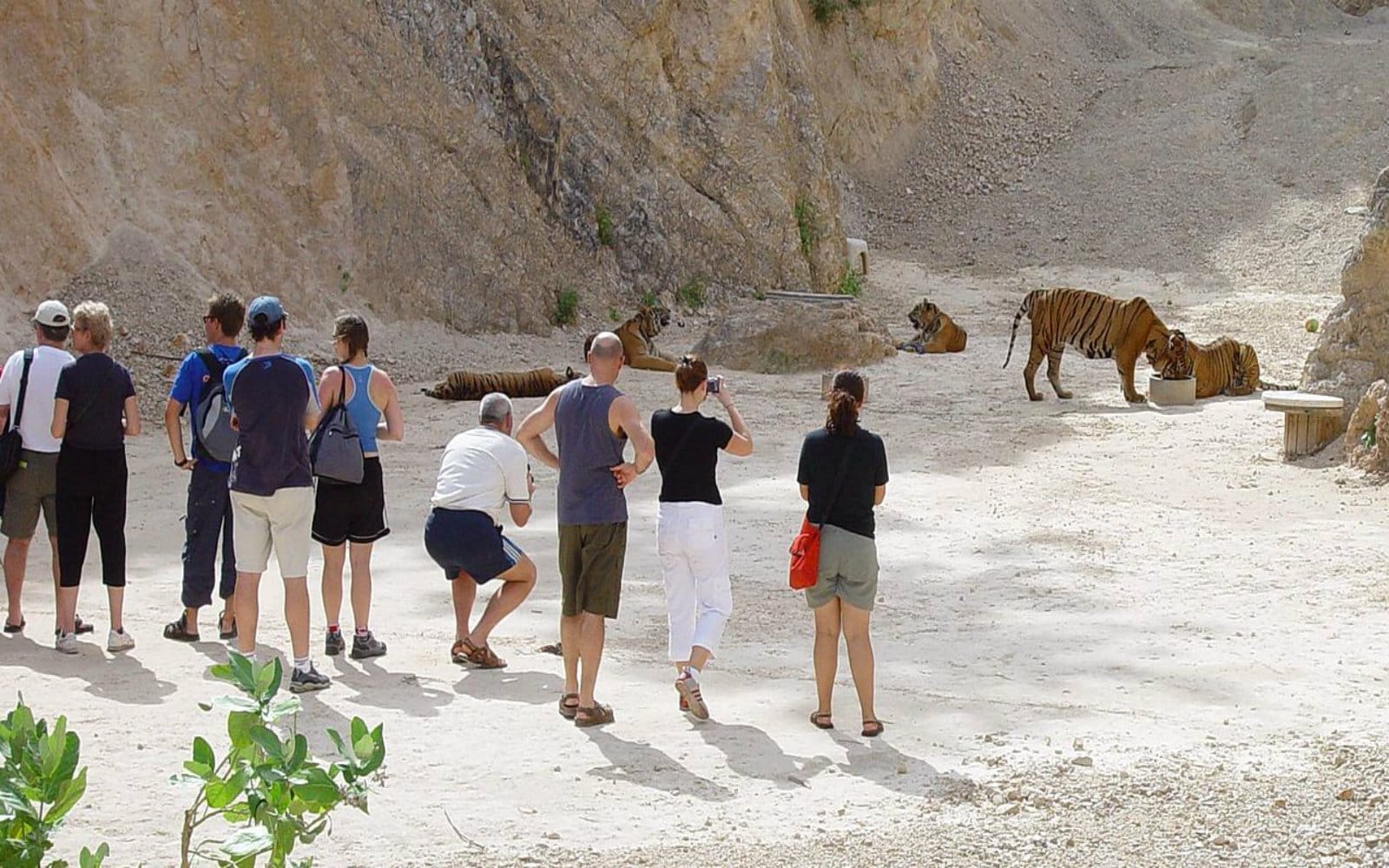 EXPOSED! Tiger Temple Thailand