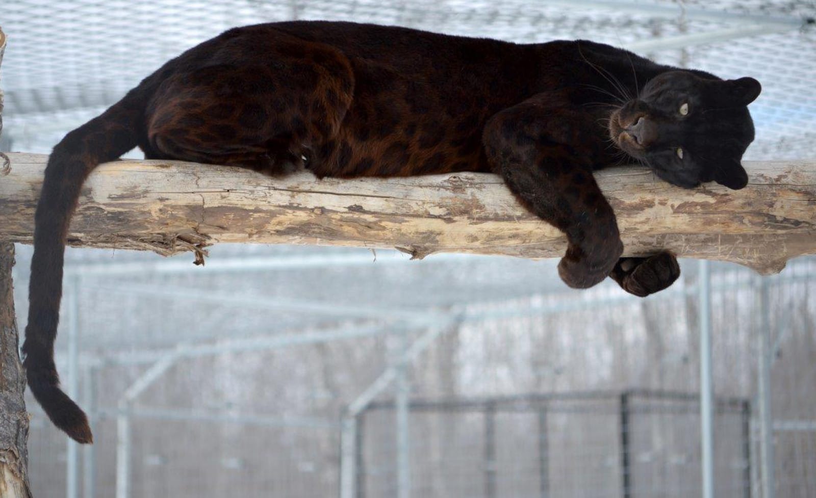 From Failed Zoo to Reigning King of the Perch, Shazam the Leopard Enjoys His Freedom at Wildcat Sanctuary