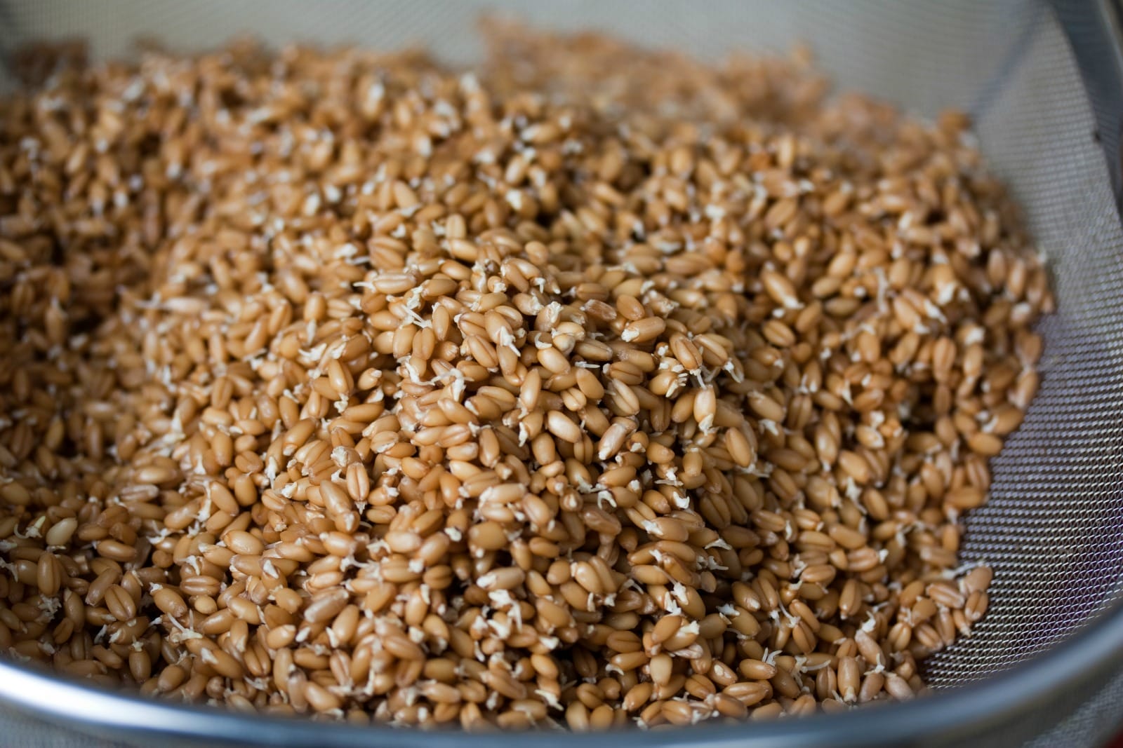 sproutedgrains