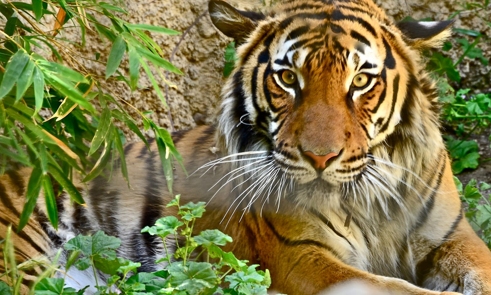 Why Humans Need to Change the Way We Interact With Tigers to Save Them From Extinction