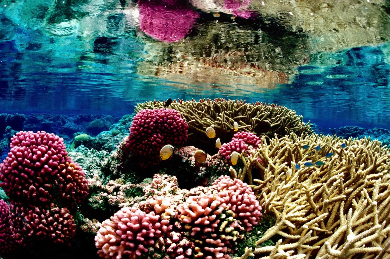 4 Innovative Ways You Can Help Protect Marine Species