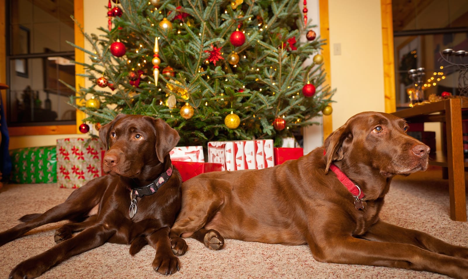 Chocolate labs lying next to a Christmas tree