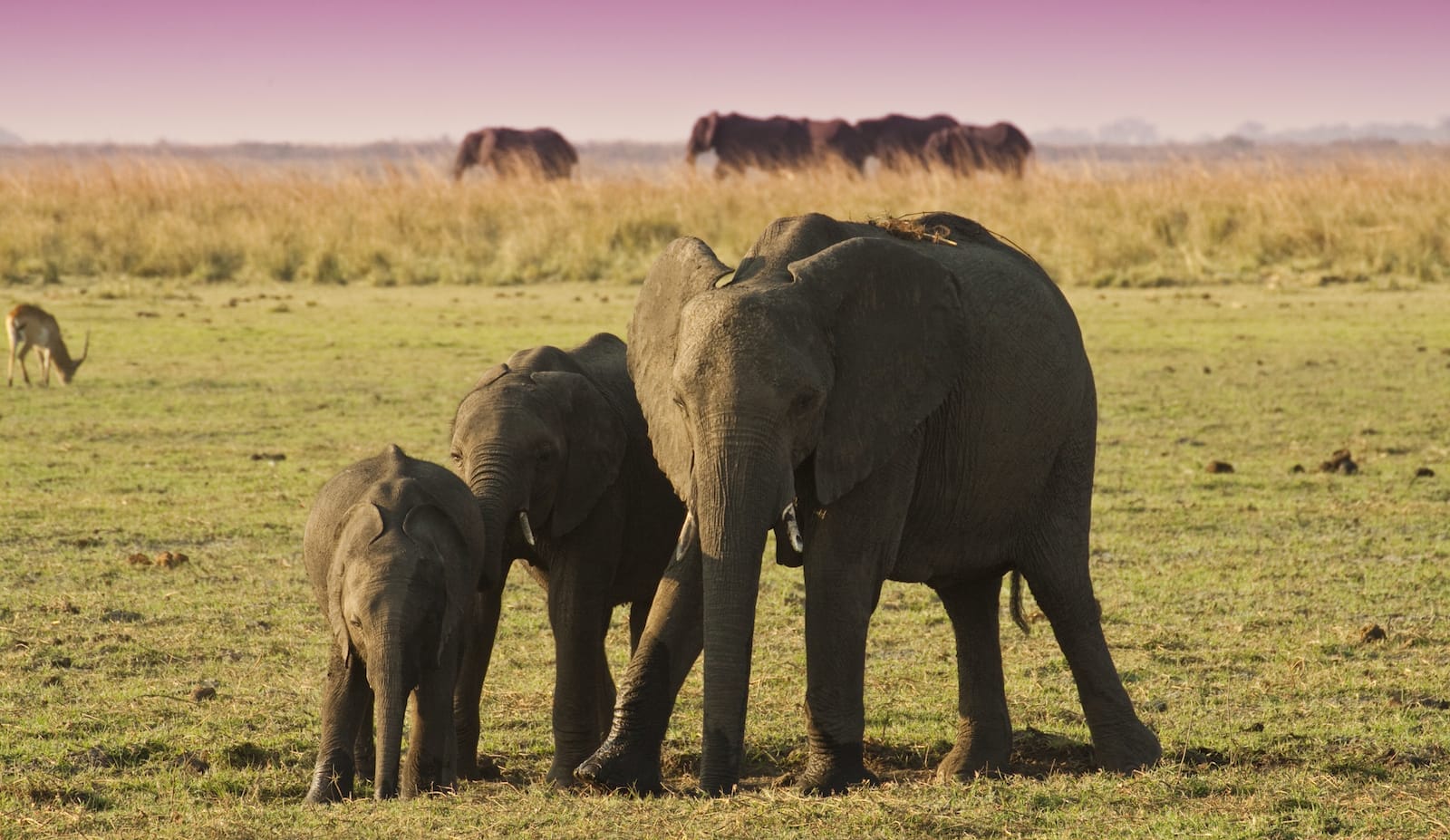 How Animals Mourn