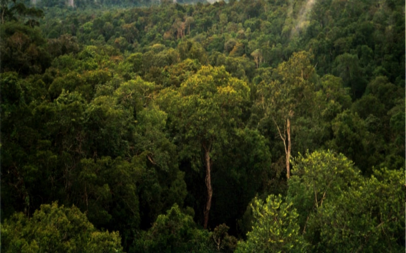 Amazon Rainforest