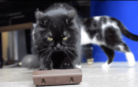 Would You Know The Signs if Your Cat Was Trying to Kill You?