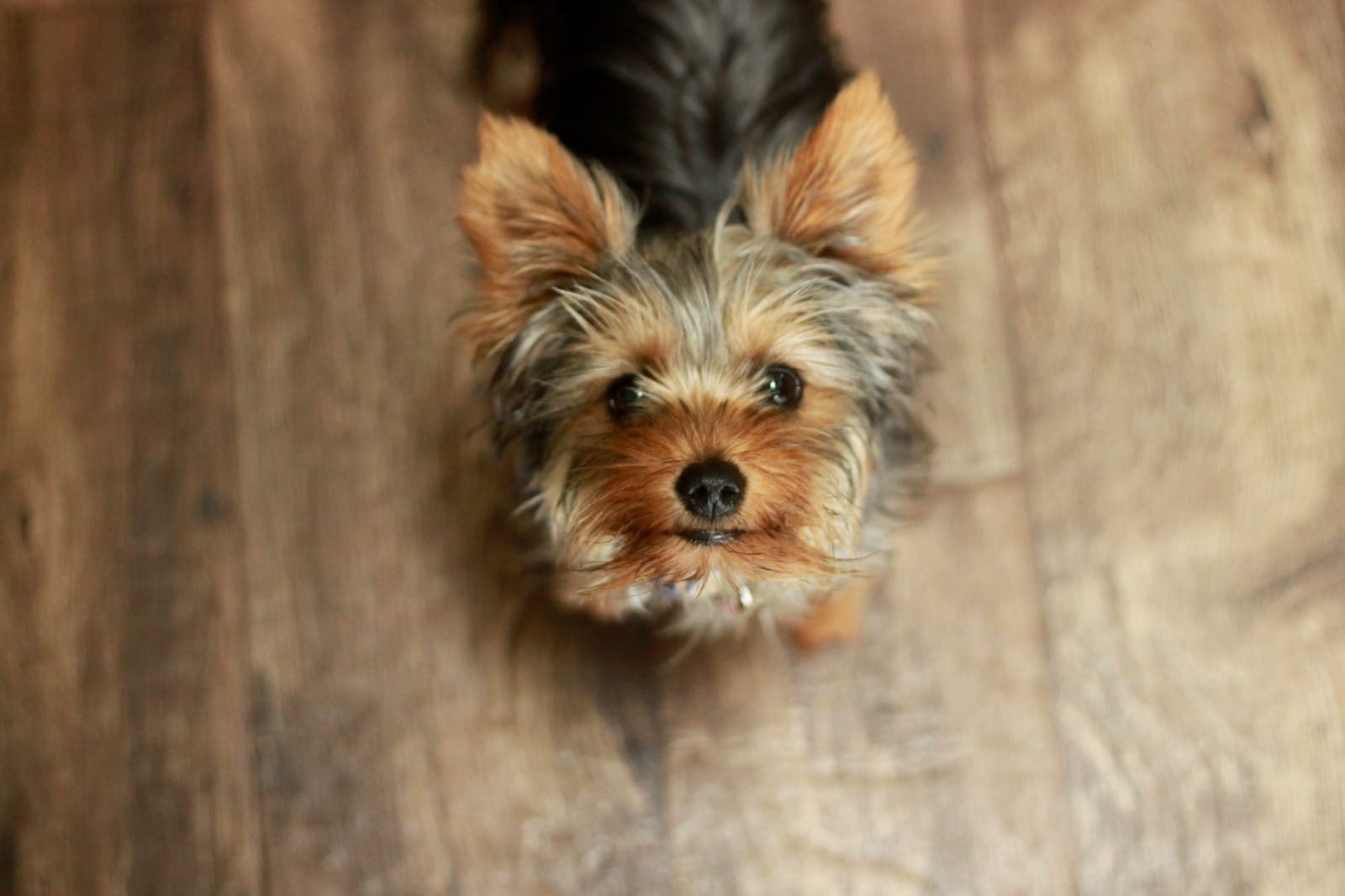 What Pets Can Teach You About Life and Yourself