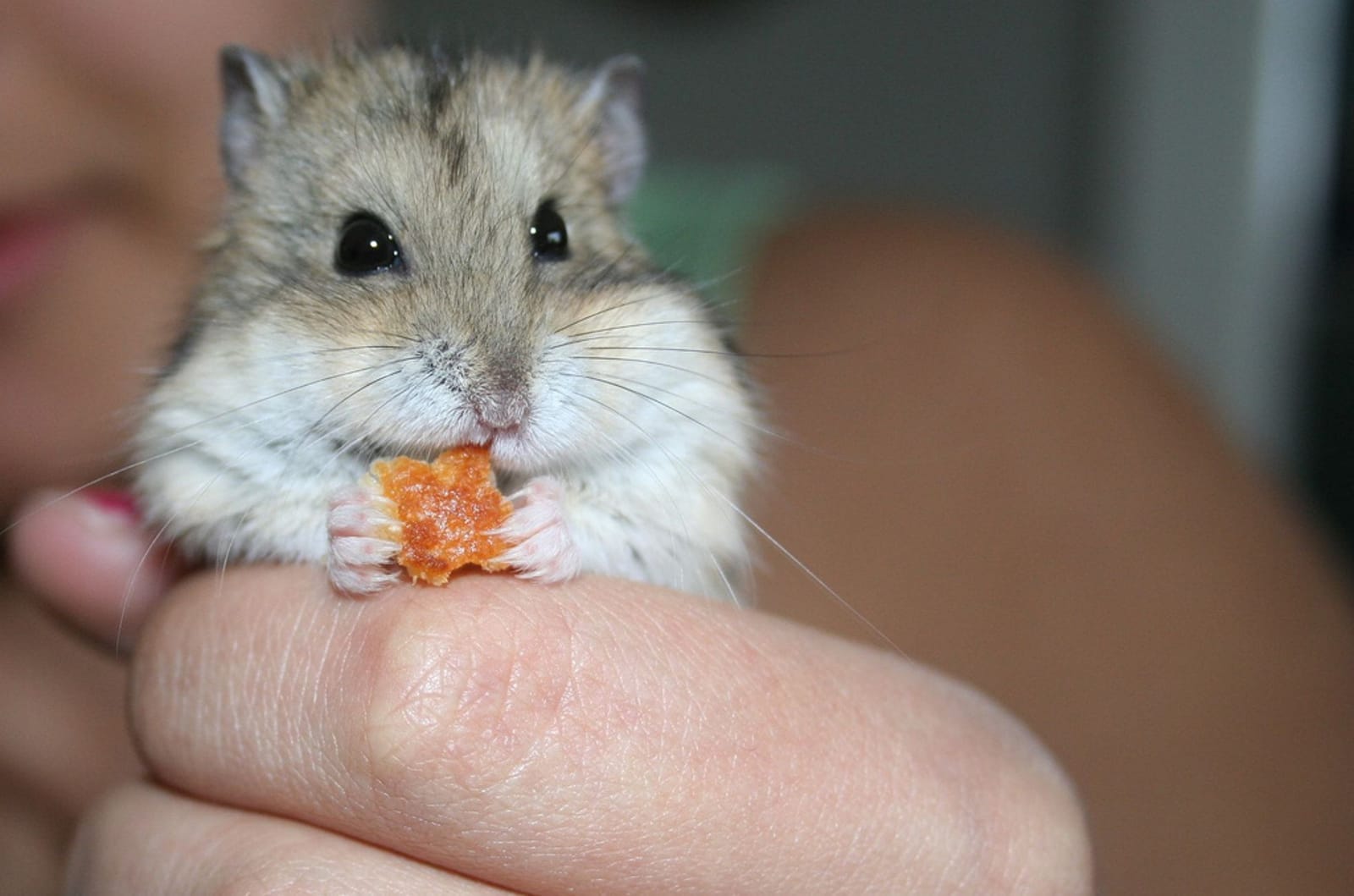 It’s Not Just Puppies: 6 More 'Milled' Animals