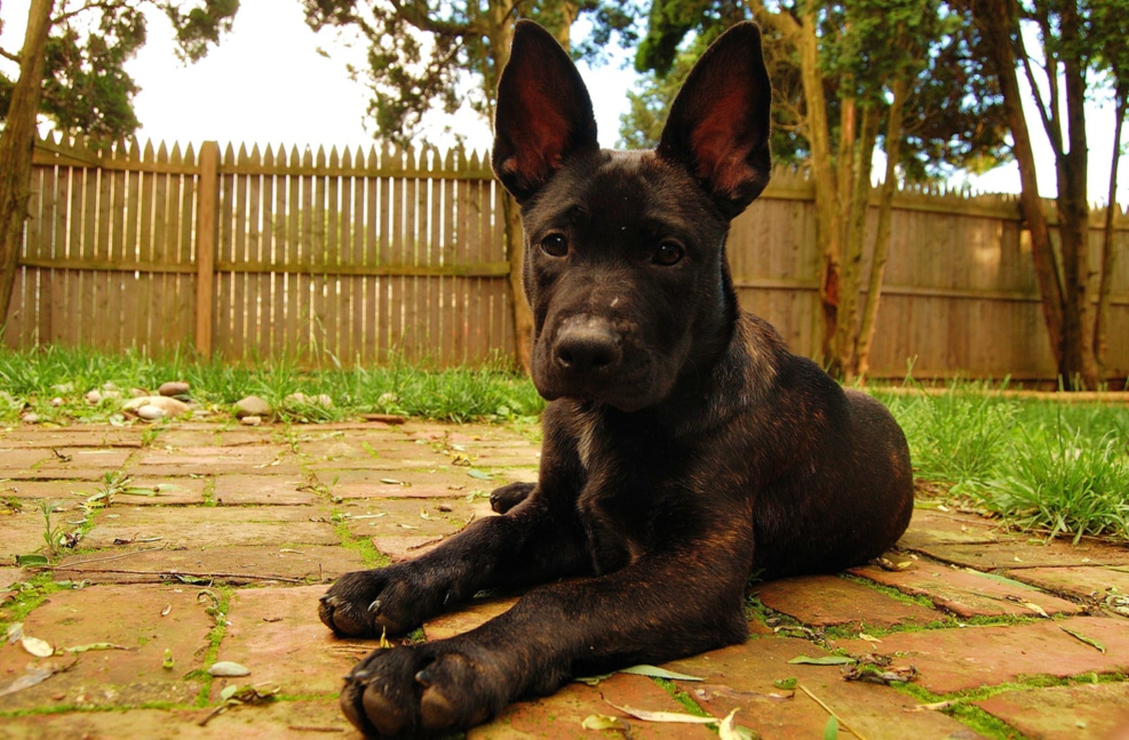 Should Caring for a Pet Be Considered Equal to Caring for a Child?
